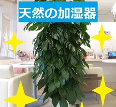 観葉植物.jpg